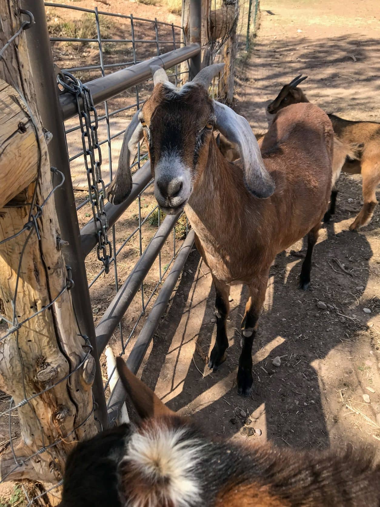 Raising Goats For Beginners Homesteading For Humans