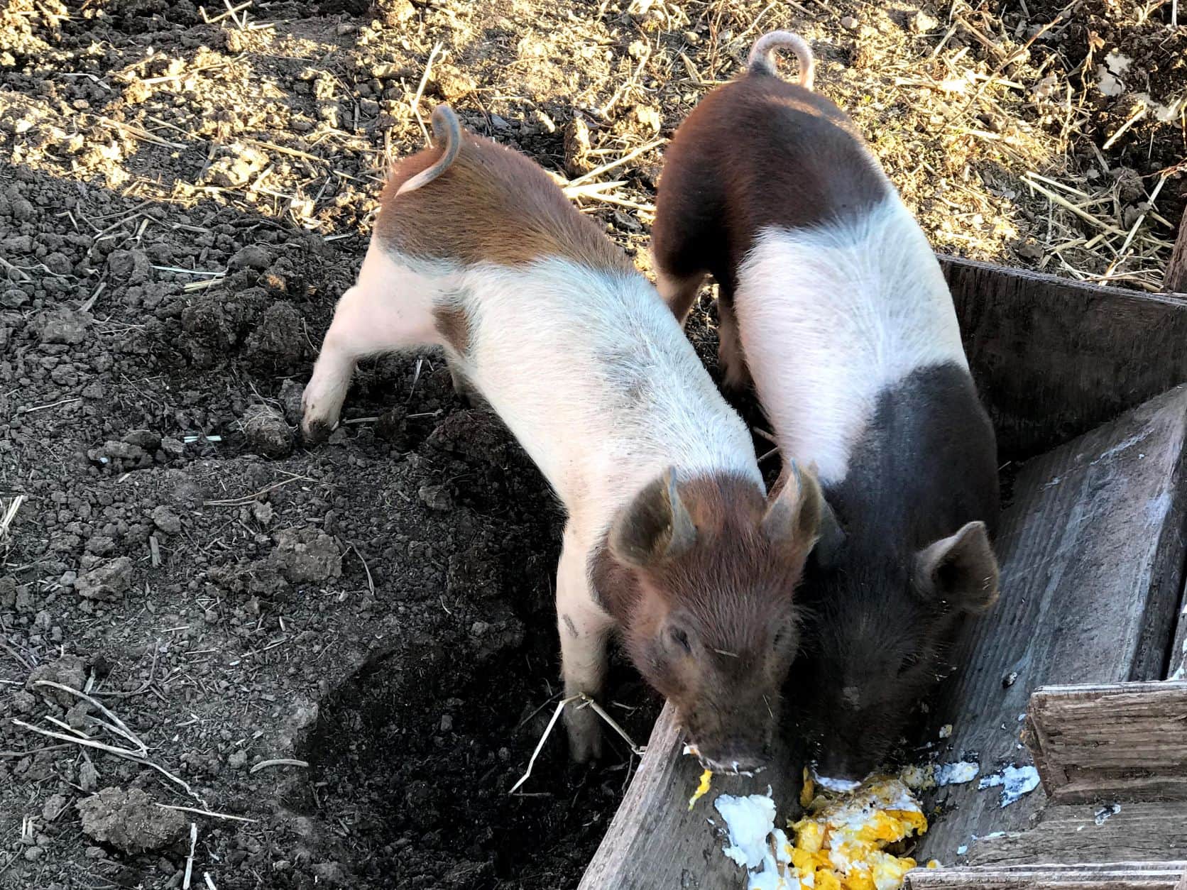 Raising Pigs For Beginners | 7 Steps for Bacon Seed Success ...